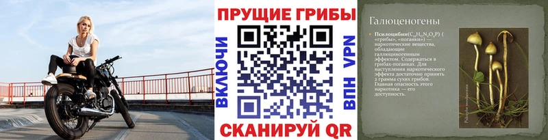Псилоцибиновые грибы мицелий блэк спрут ссылка Нерехта